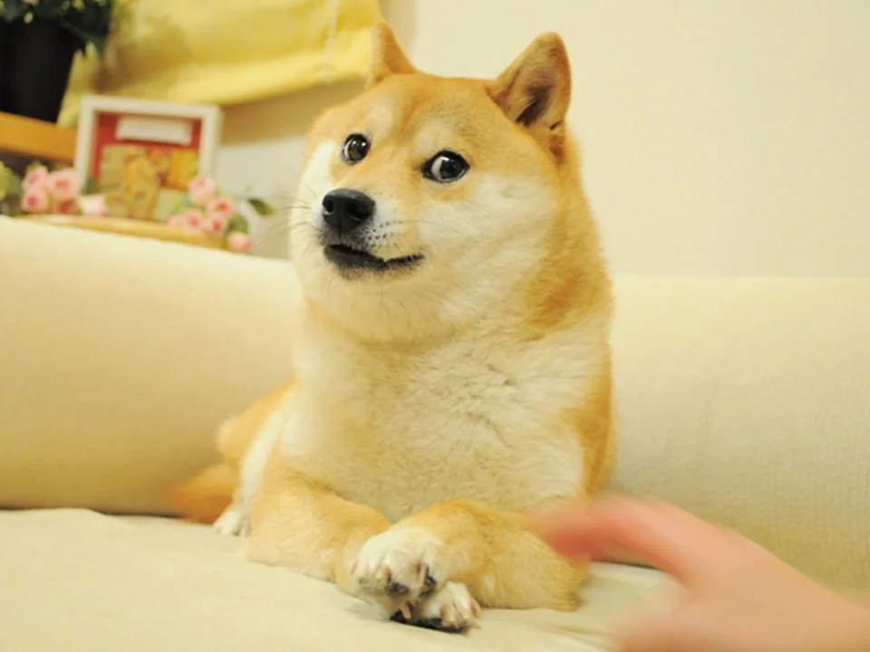 Kabosu, o cachorro do meme Doge, sentado em um sofá.